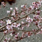 Višňa chĺpkatá (Prunus subhirtella) ´AUTUMNALIS ROSEA´ - výška: 200-250 cm, obvod kmeňa: 6/8 cm, kont. C15L